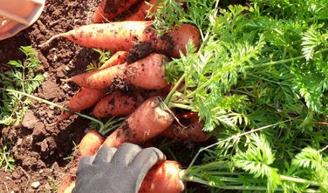 家庭菜園で、子供の「生きるちから」を育てる